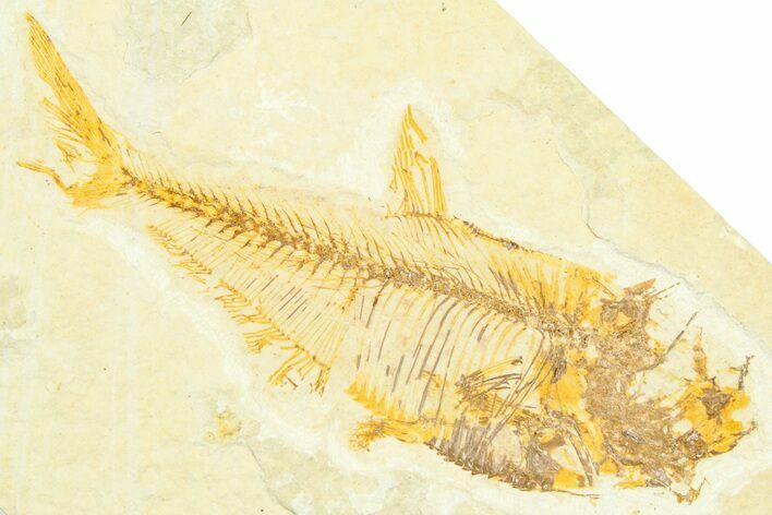 Bargain, Fossil Fish (Diplomystus) - Wyoming #372317